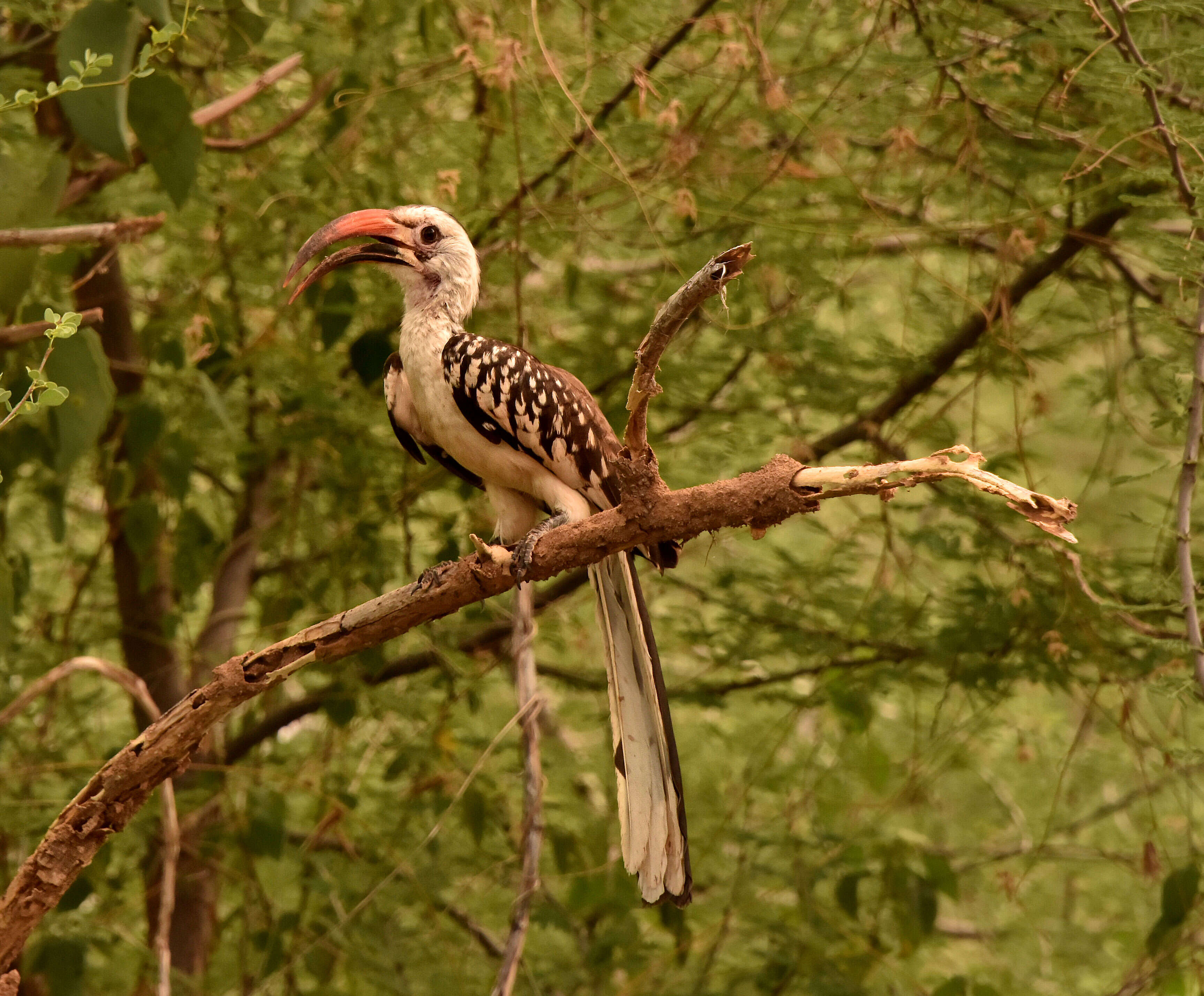 Image of Northern Red-billed Hornbill