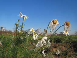 Image of scentless false mayweed