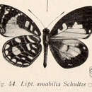 Image of Liptena amabilis Schultze 1923