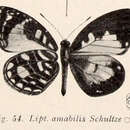 Imagem de Liptena amabilis Schultze 1923