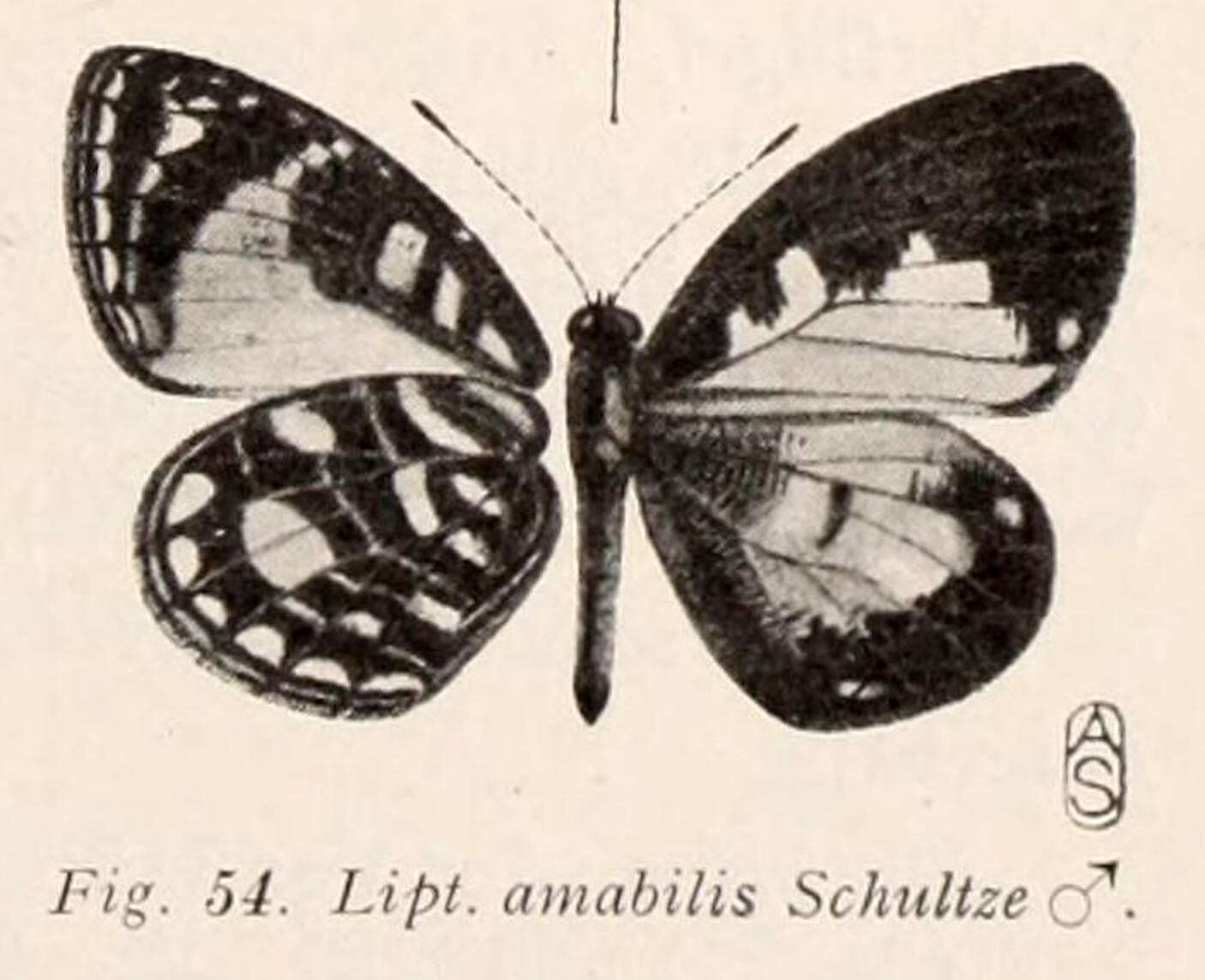 Imagem de Liptena amabilis Schultze 1923