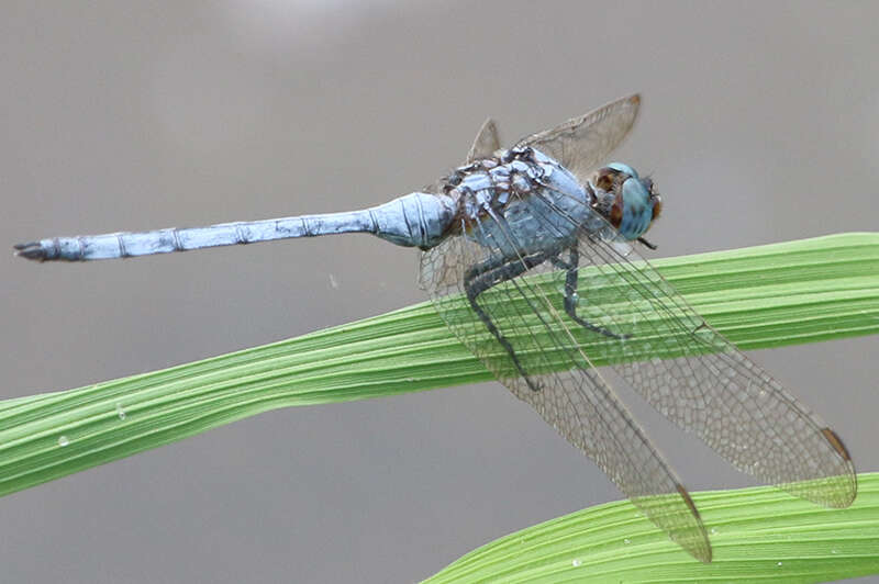 Слика од Orthetrum brachiale (Palisot de Beauvois 1817)