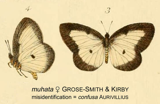 Image of Liptena confusa Aurivillius 1899