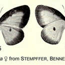 Image of Liptena confusa Aurivillius 1899