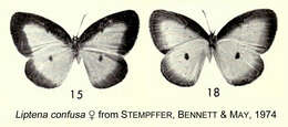Image of Liptena confusa Aurivillius 1899