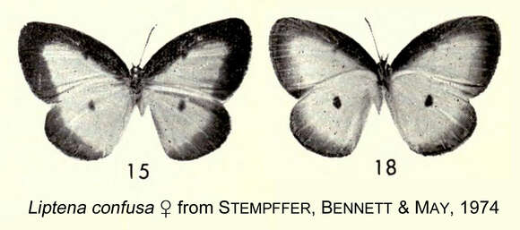 Imagem de Liptena confusa Aurivillius 1899