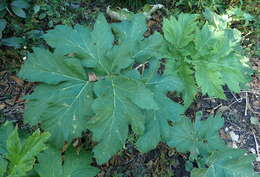 Plancia ëd Heracleum sphondylium subsp. montanum (Schleicher ex Gaudin) Briq.