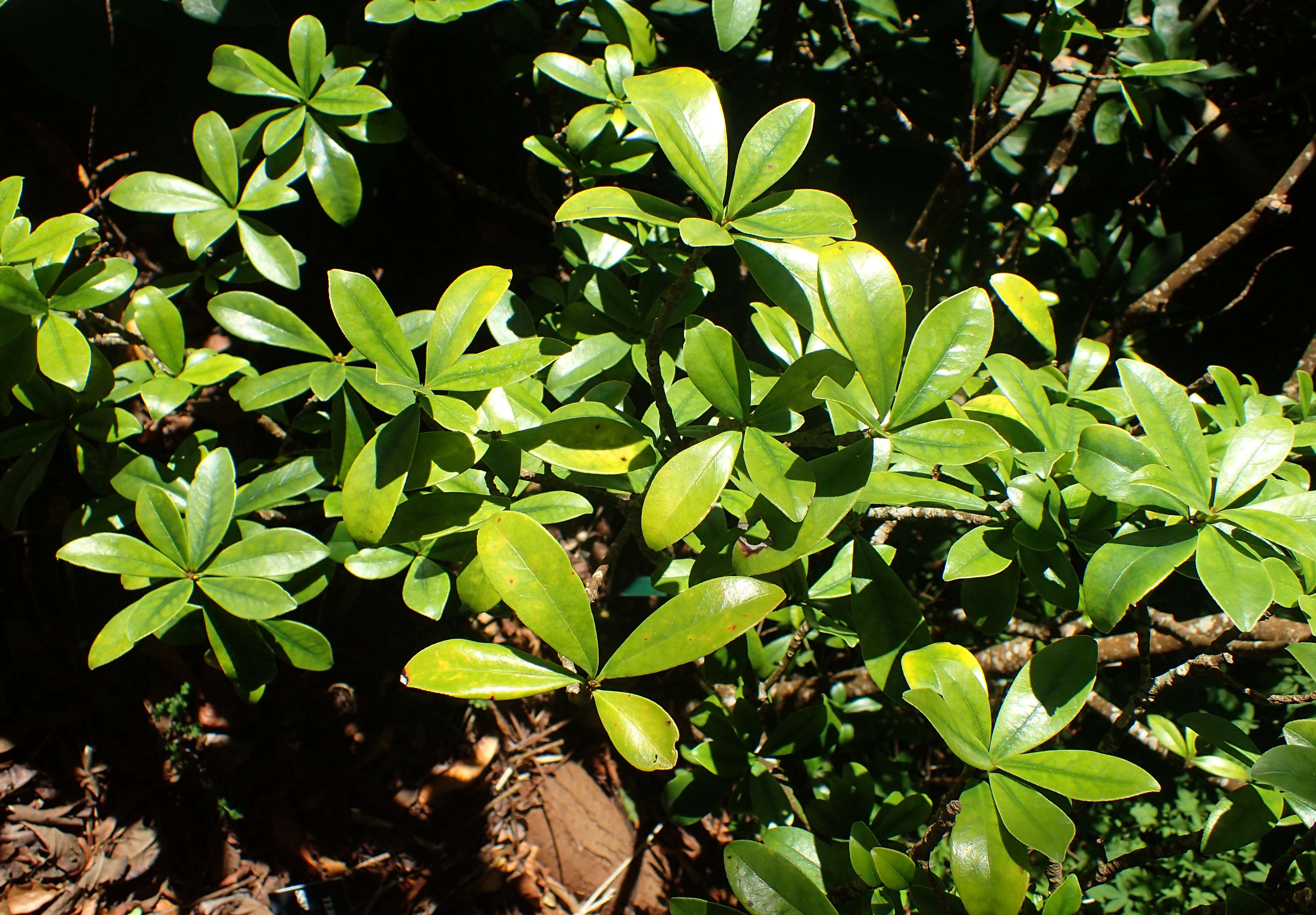 Image of Ternstroemia lineata DC.