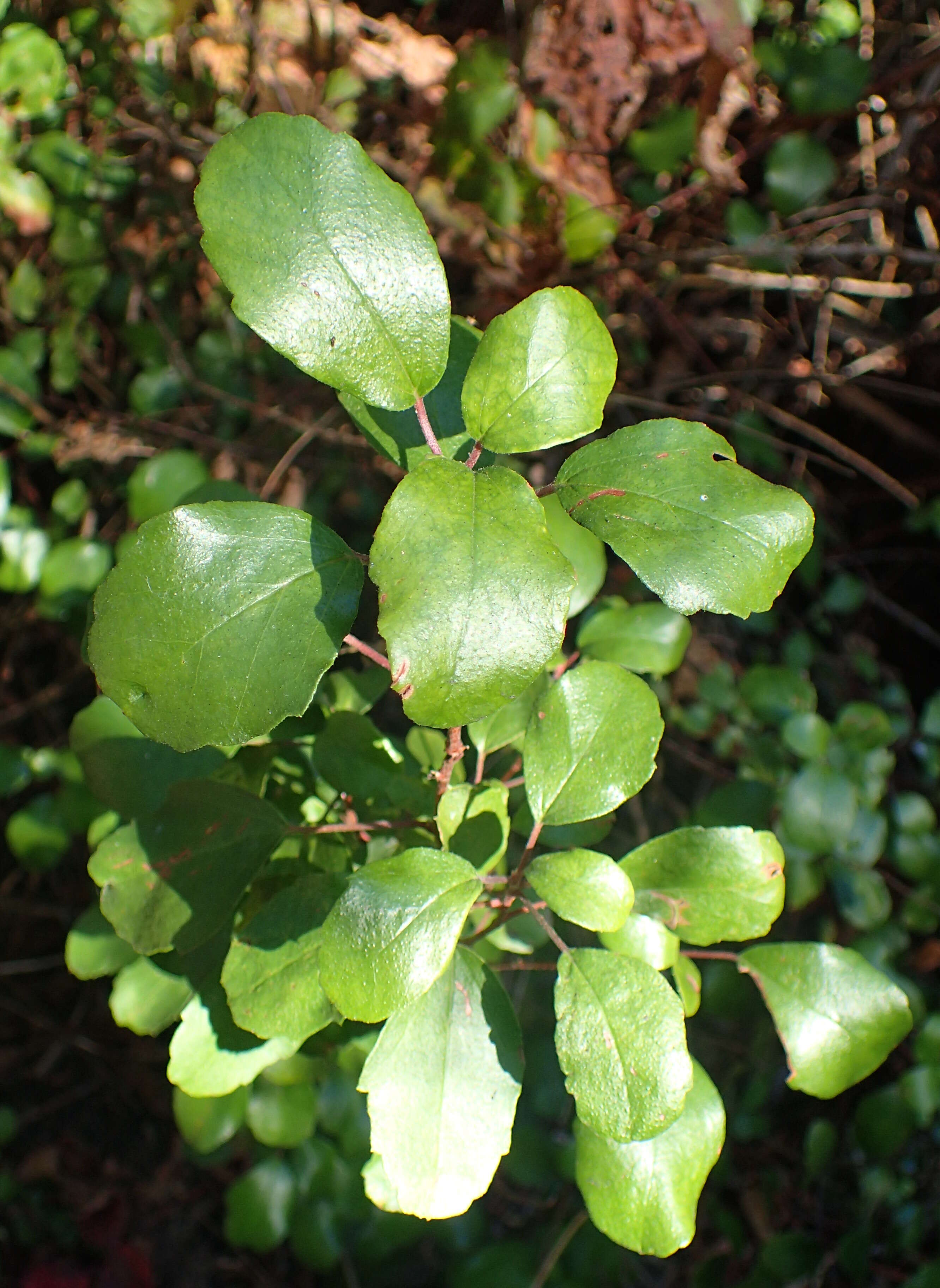 Image of island gooseberry