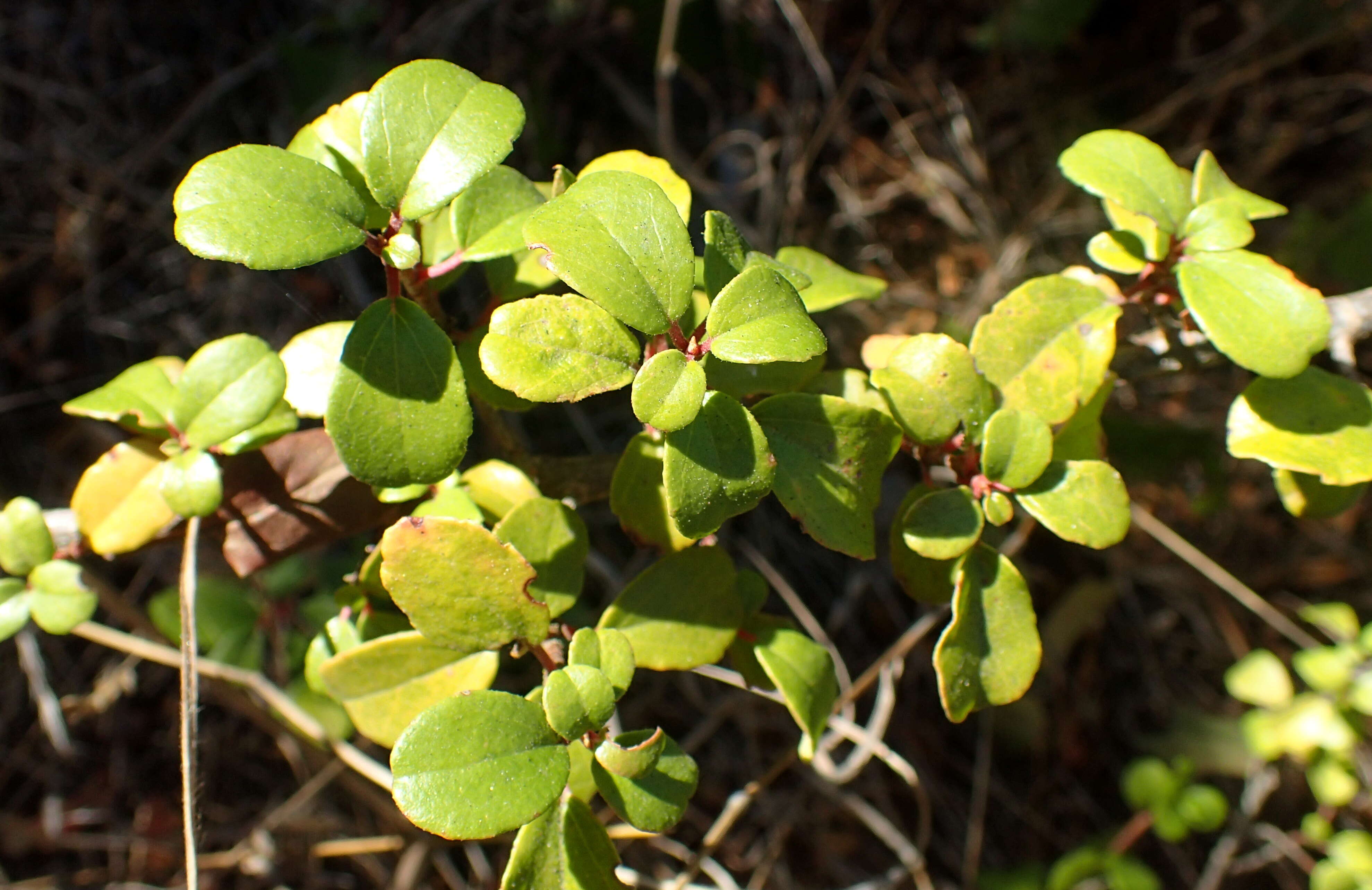 Image of island gooseberry