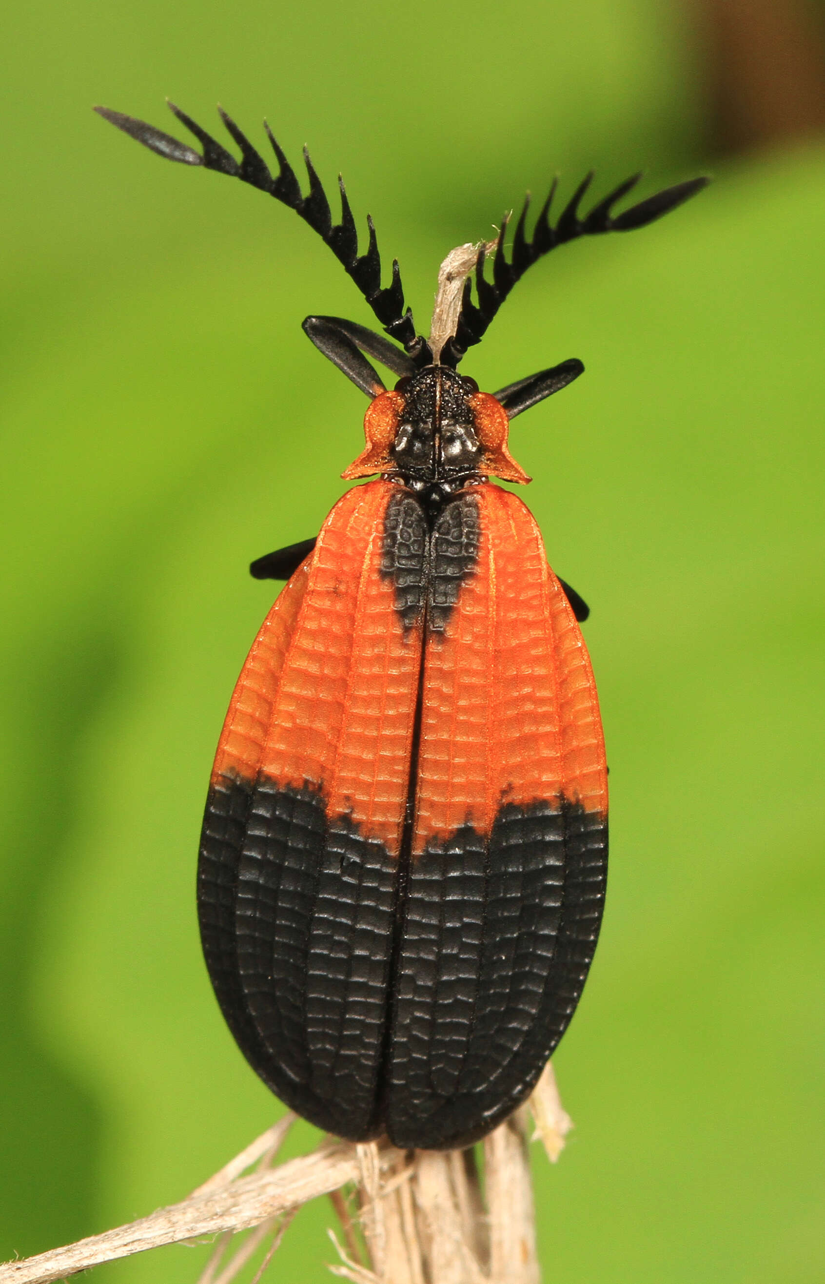 Plancia ëd Caenia dimidiata (Fabricius 1801)