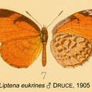 Image of Liptena eukrines Druce 1905