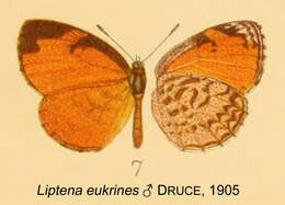 Image of Liptena eukrines Druce 1905