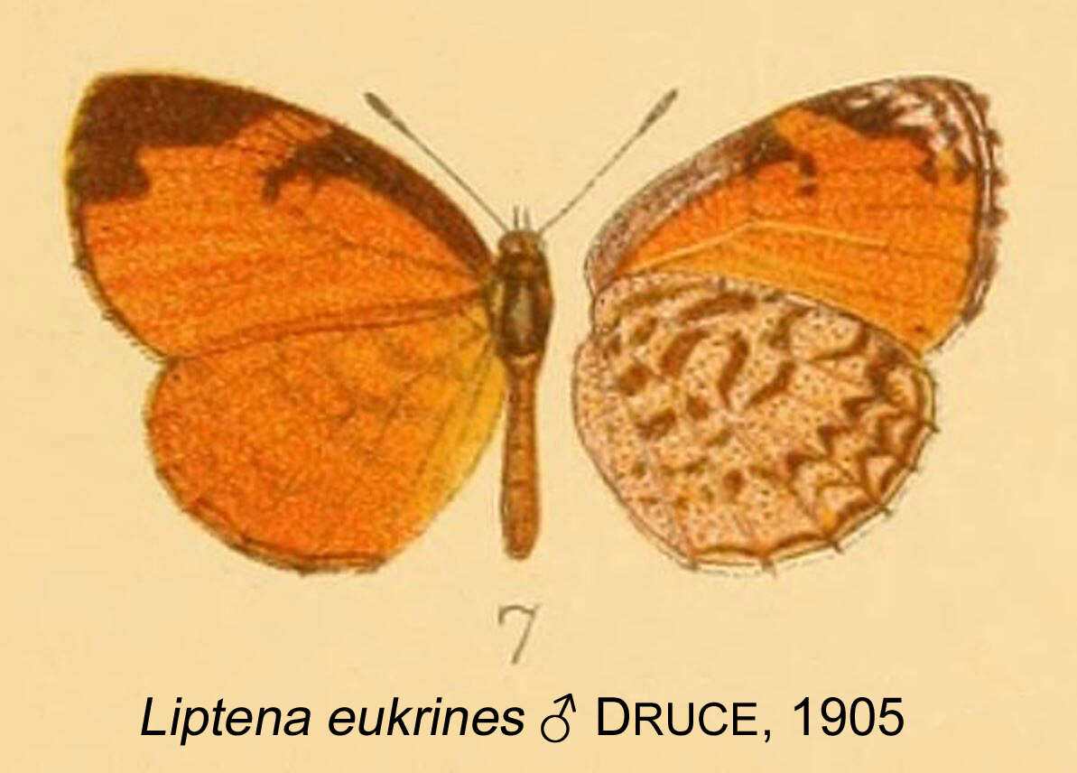 Image of Liptena eukrines Druce 1905