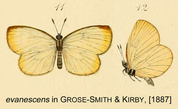 Image of Liptena evanescens (Kirby 1887)