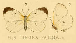 Image of Liptena fatima (Kirby 1890)