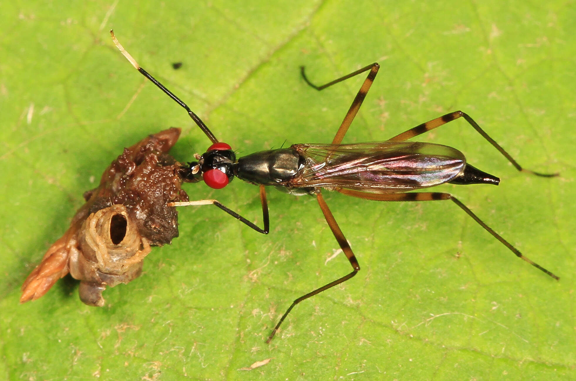 Image of Rainieria antennaepes (Say 1823)