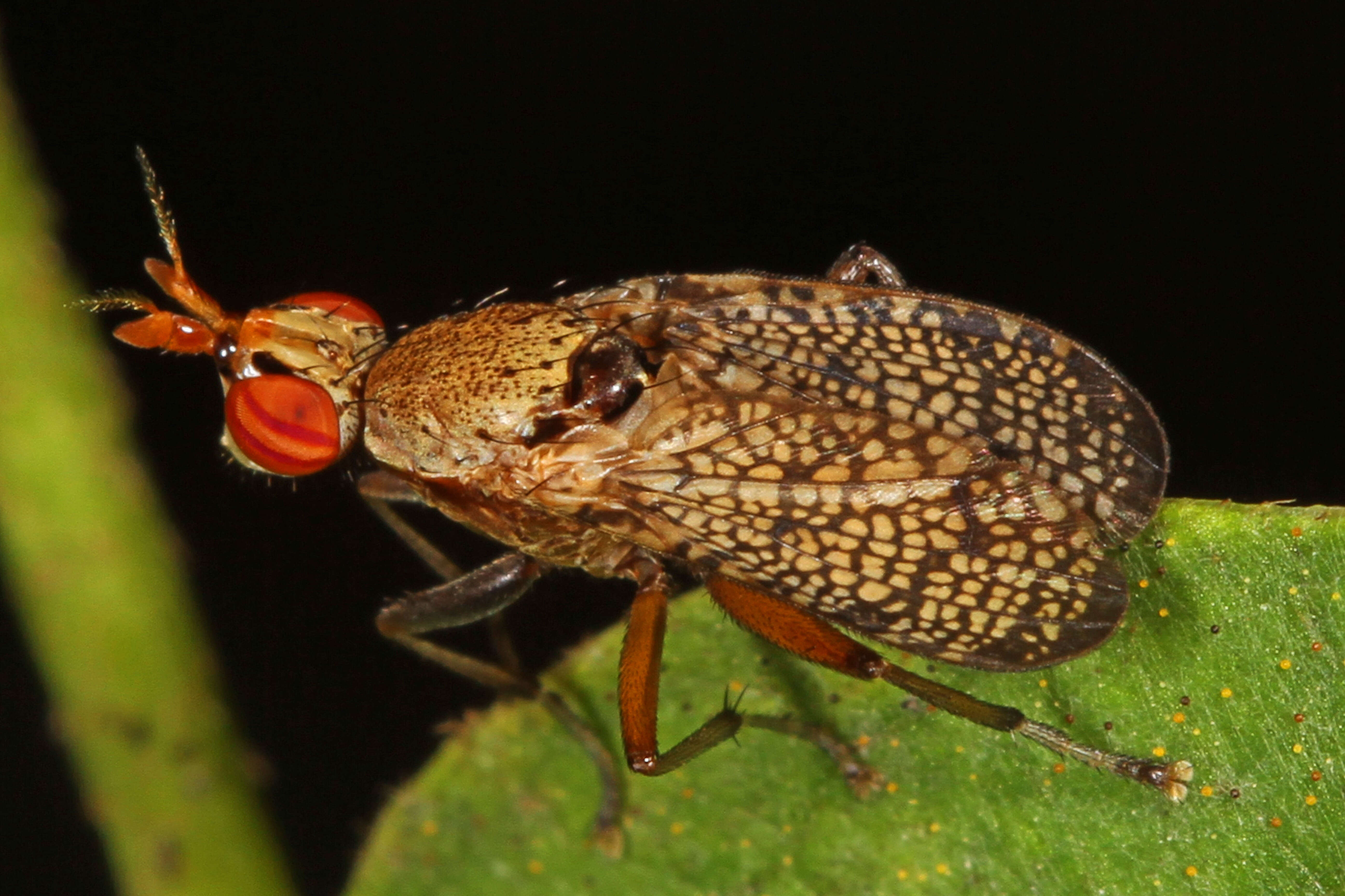 Image of Euthycera arcuata (Loew 1859)