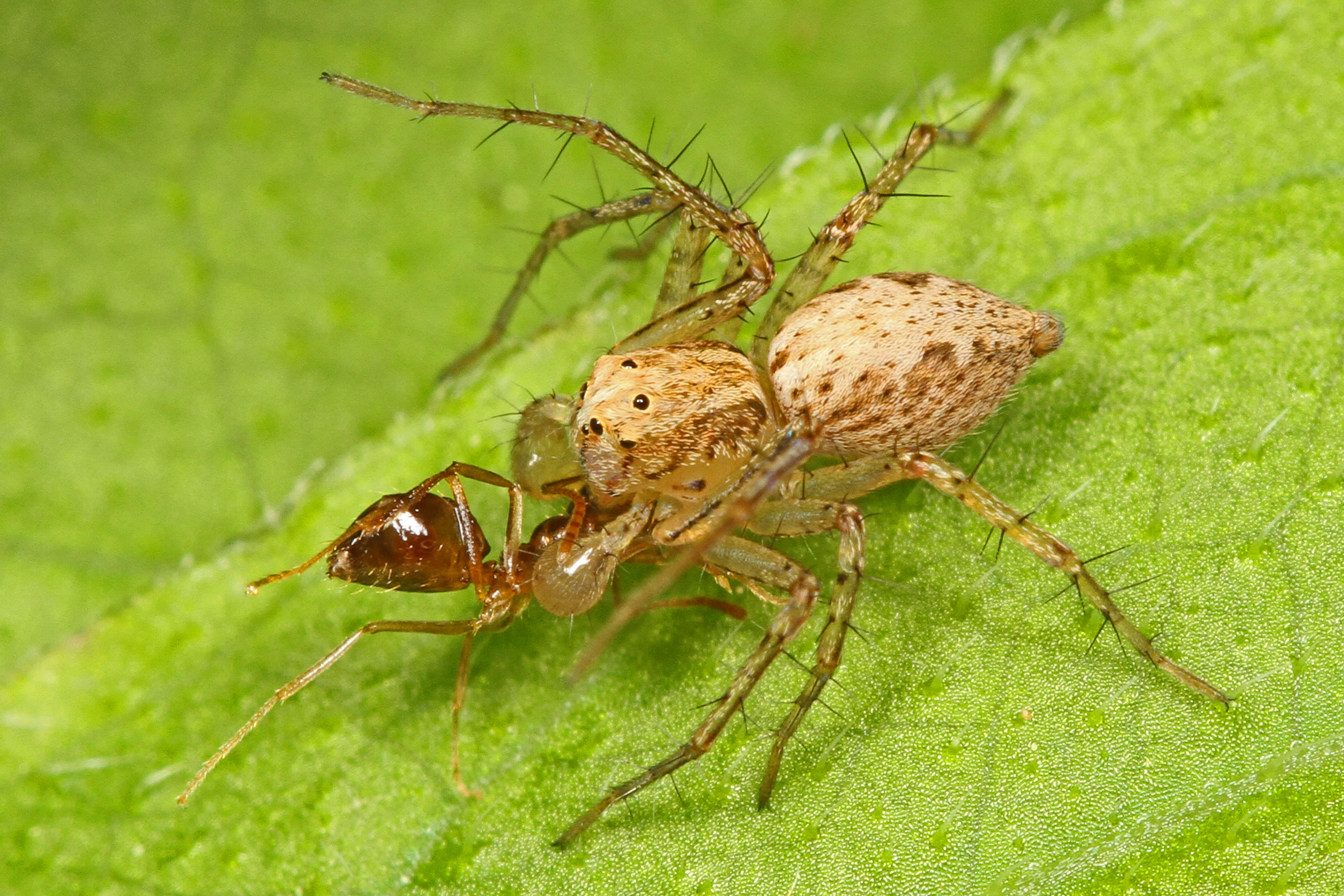 Image of Oxyopes aglossus Chamberlin 1929