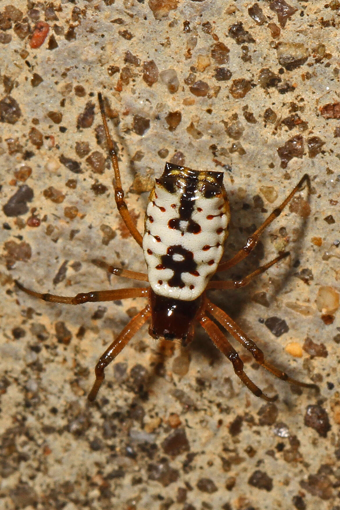 Image of White Micrathena