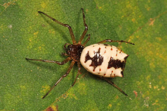 Image of White Micrathena