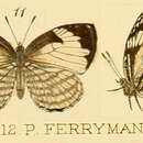 Image of Liptena ferrymani (Smith & Kirby 1891)