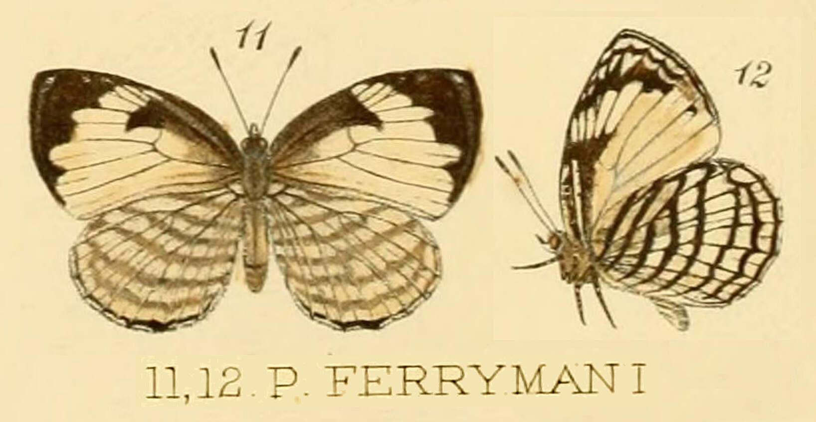 Image of Liptena ferrymani (Smith & Kirby 1891)