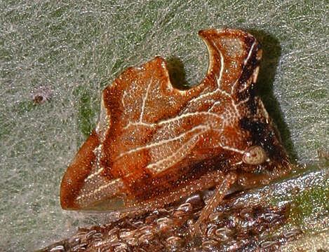 Image of Entylia carinata Forster