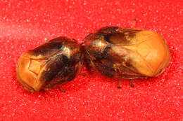 Image of Pecan Spittlebug