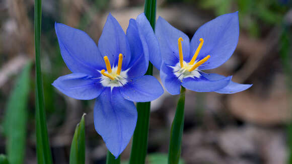 Image of Prairie pleatleaf