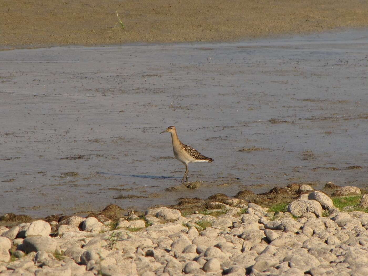 Image of Ruff