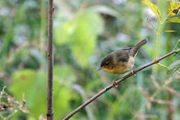 Geothlypis trichas (Linnaeus 1766) resmi