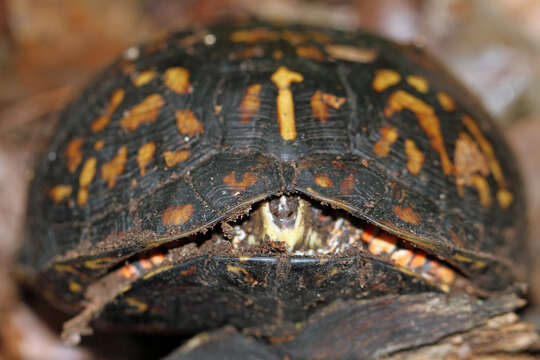 Image of Eastern box turtle