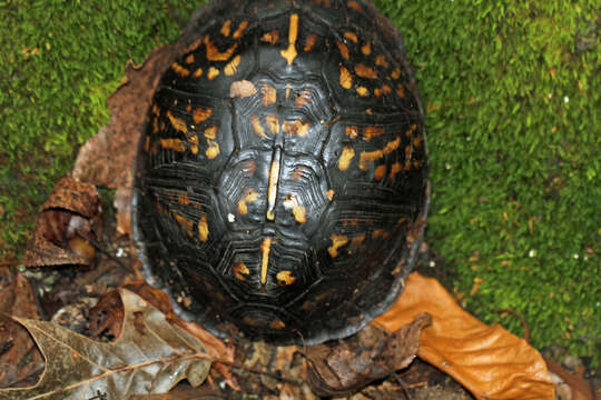 Image of Eastern box turtle