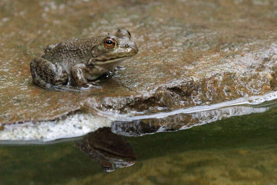 Image of American Bullfrog