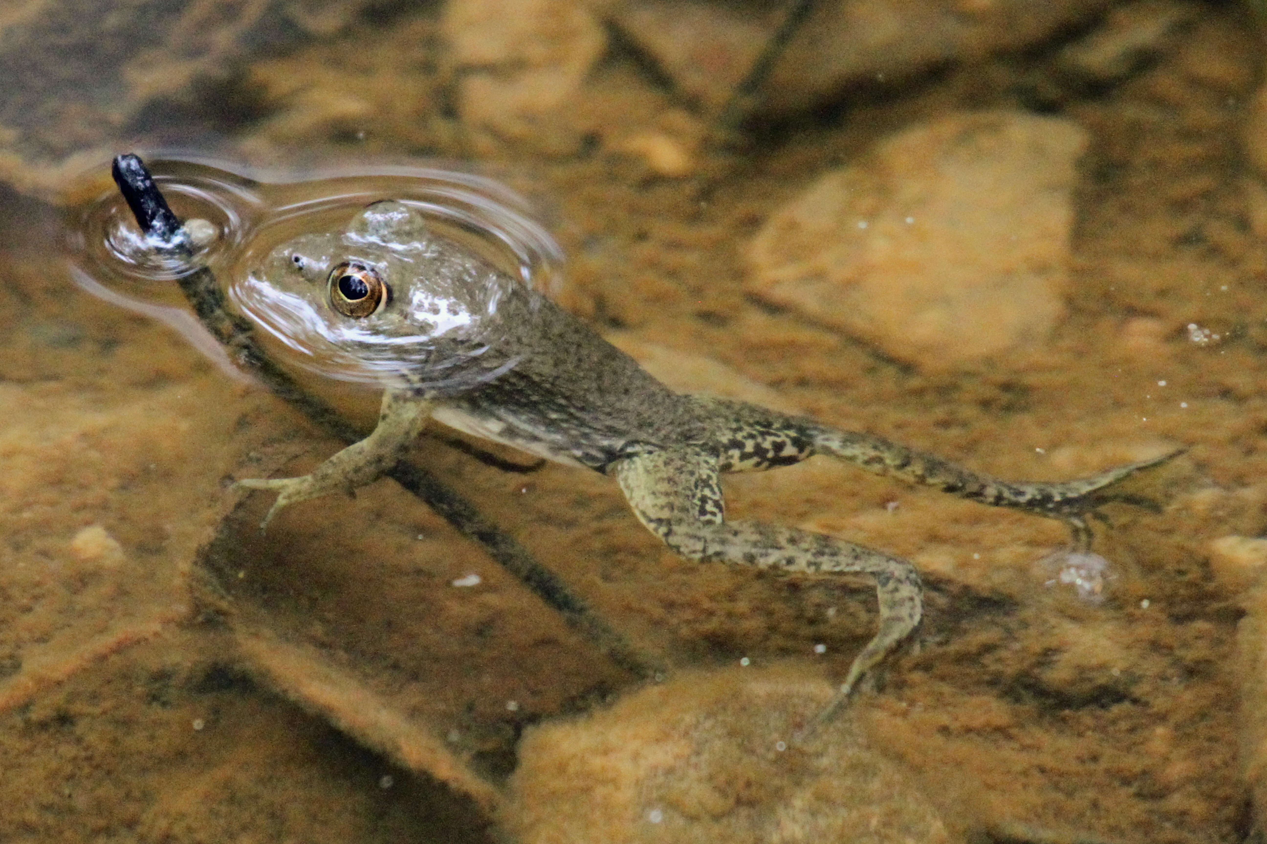 Image of American Bullfrog