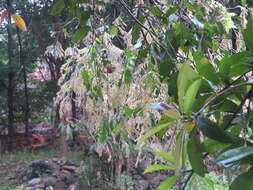 Image of Hopea parviflora Bedd.