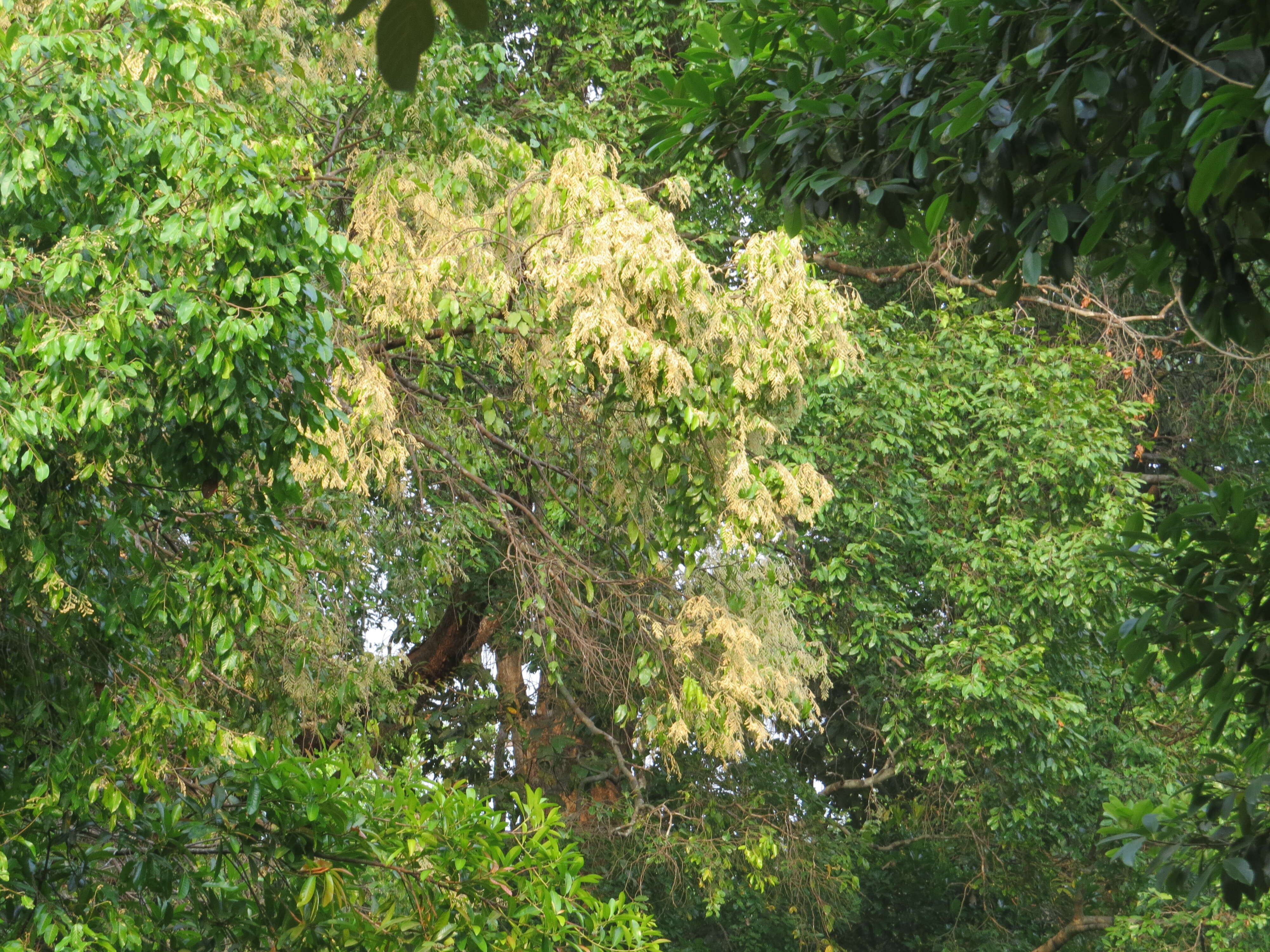 Image of Hopea parviflora Bedd.