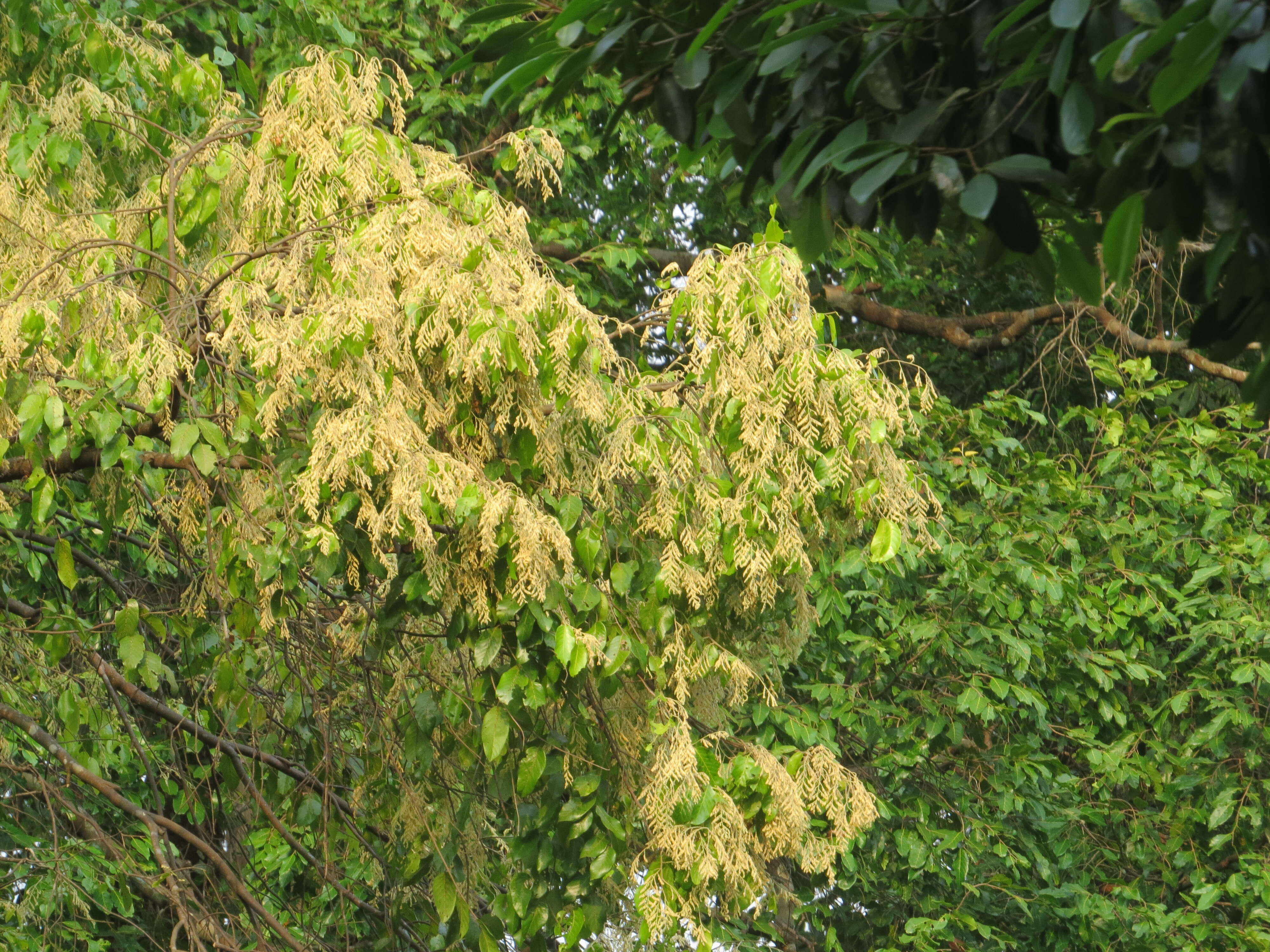 Image of Hopea parviflora Bedd.