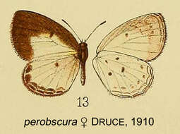 Image of Liptena perobscura Druce 1910