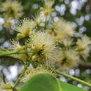 Imagem de Syzygium hemisphericum (Walp.) Alston