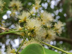 Imagem de Syzygium hemisphericum (Walp.) Alston