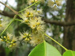 Imagem de Syzygium hemisphericum (Walp.) Alston