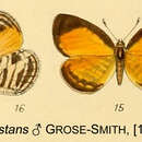 Image of Liptena praestans (Grose-Smith 1901)