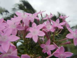 صورة Pentas lanceolata (Forssk.) Deflers