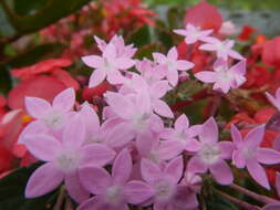 صورة Pentas lanceolata (Forssk.) Deflers