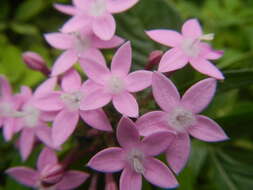 صورة Pentas lanceolata (Forssk.) Deflers