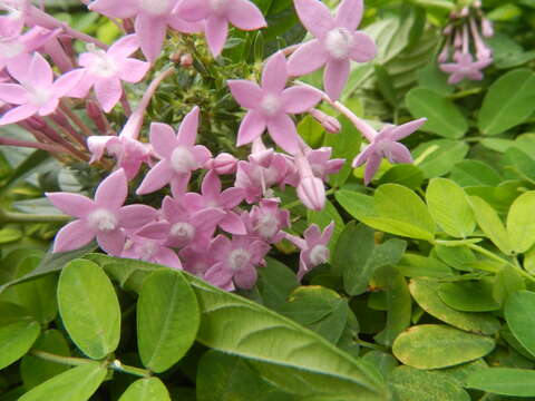 صورة Pentas lanceolata (Forssk.) Deflers