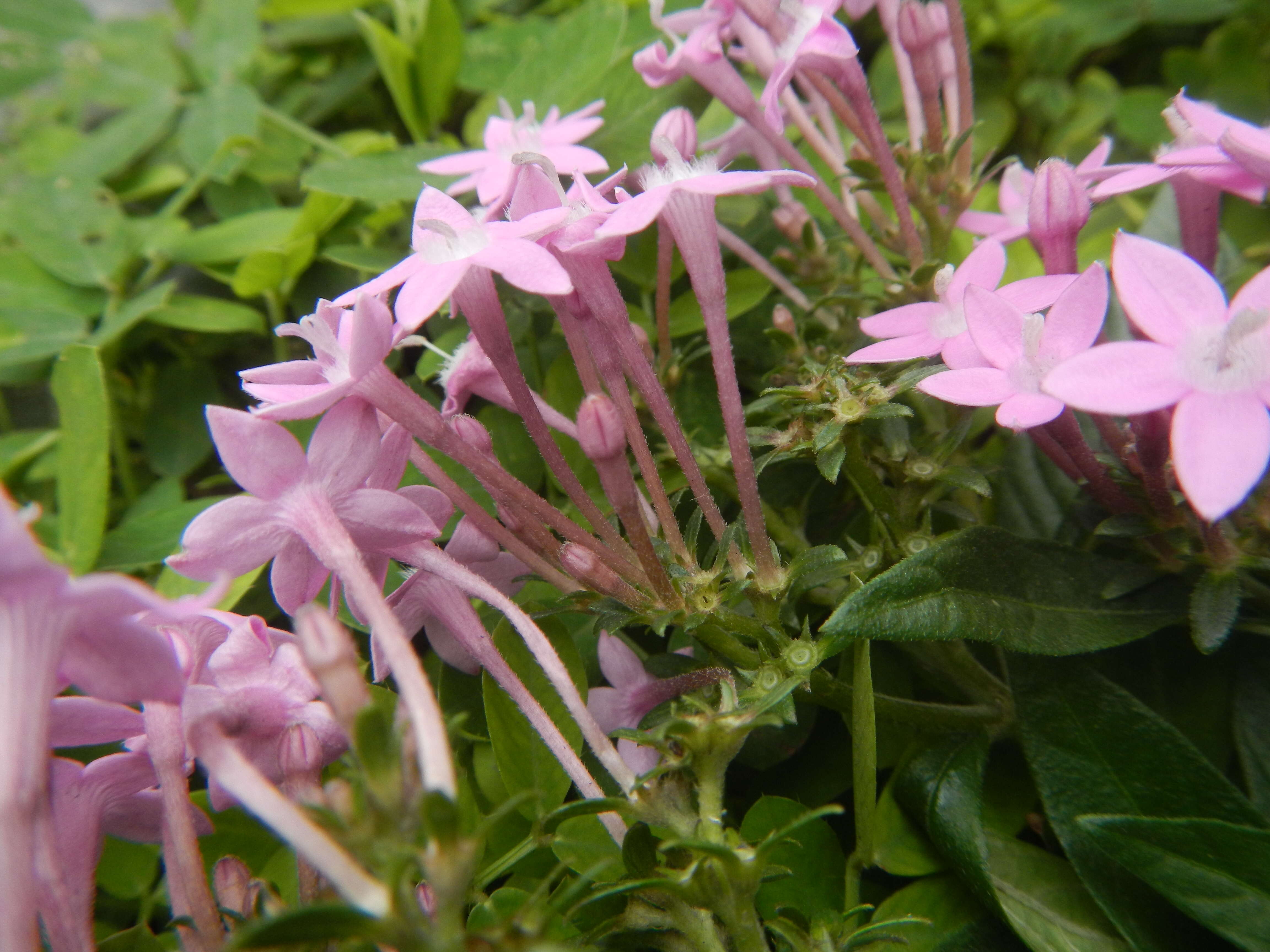 صورة Pentas lanceolata (Forssk.) Deflers