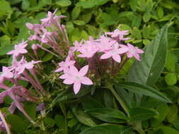 صورة Pentas lanceolata (Forssk.) Deflers